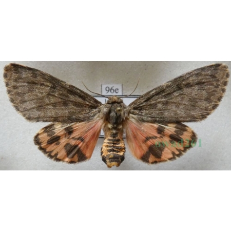Olepa schleini Witt et al., 2005 female Isreal96e RARE!!!